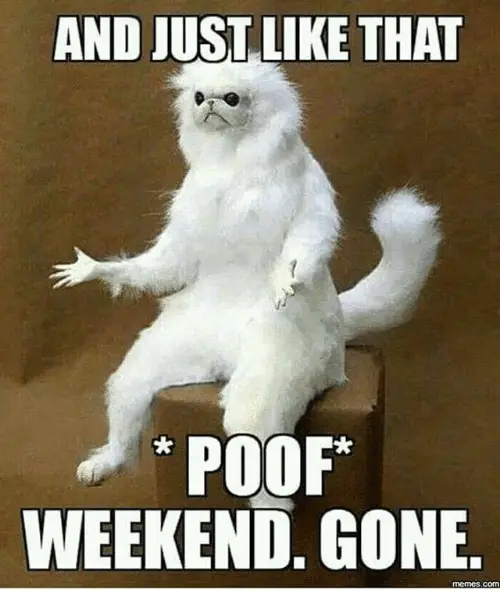 And Jus Just Like That Poof Weekend Is Gone Funny Cat Weekend Meme
