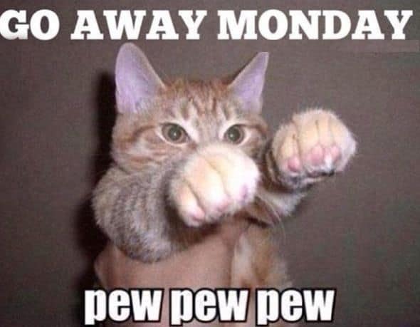 Happy Monday Meme Cat
