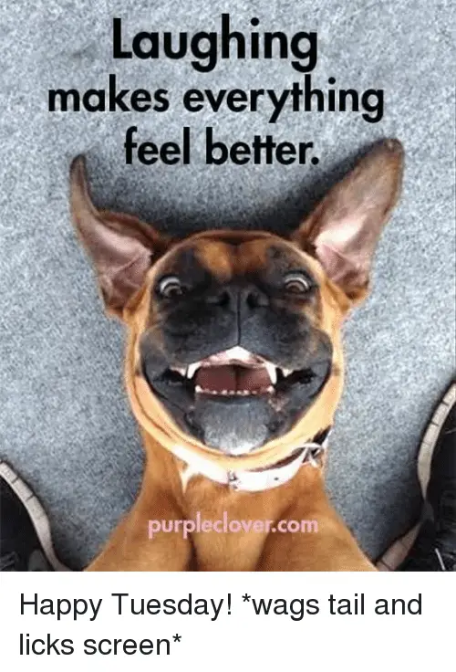 Laughing Makes Everything Feel Better Happy Tuesday Meme