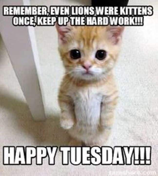 Happy Tuesday Memes Images And Tuesday Motivational Quotes I Love Text Messages